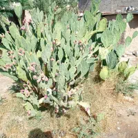 قلمه کاکتوس آپونتیای میوه دار|گل و گیاه طبیعی|گله دار, |دیوار