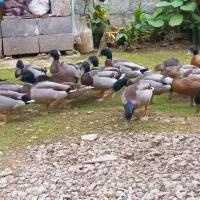 اردک (نر) پروازی اصیل فقط نر موجود|حیوانات مزرعه|رشت, شهریاران|دیوار