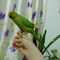 طوطی ملنگو ماده دستی