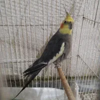 عروس هلندی
