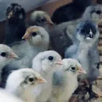 جوجه مرغ تخمگذار