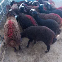 بره نر افشار سرخ سالم و گوشتی تربت حیدریه|حیوانات مزرعه|ملک‌آباد, |دیوار