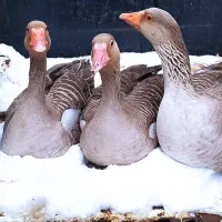 فروش غازمحلی|حیوانات مزرعه|شفت, |دیوار