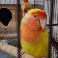 طوطی برزیلی ماده