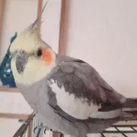 یک جفت طوطی عروس مولد