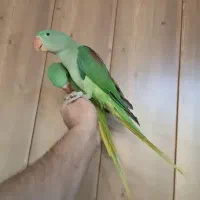 دوتا جوجه شاه طوطی مفت تاشب