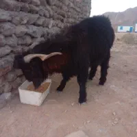 پاچن فروشی قیمت ۱۴ ملیون