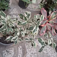 گل مستقیما  از گلخونه تولیدی