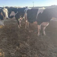 گاو و گوساله نخری|حیوانات مزرعه|اصفهان, ورزشگاه نقش جهان|دیوار