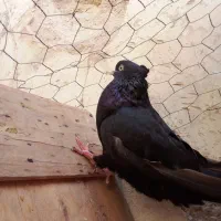 یک عدد کبوتر زاغ سیاه چنگ و چش سفید درجه یک|پرنده|گله دار, |دیوار