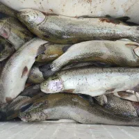 ماهی قزل آلا 50هزارتومن زیر قیمت بازار