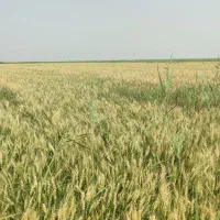 کاه و کلش گندم