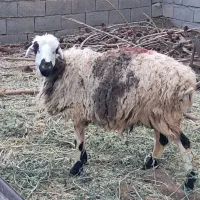 فروش سه راس میش میانه