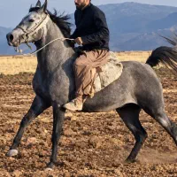 اسب|اسب و تجهیزات اسب‌سواری|سنندج, |دیوار