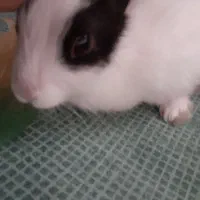 خرگوش سفید|موش و خرگوش|نسیمشهر, |دیوار