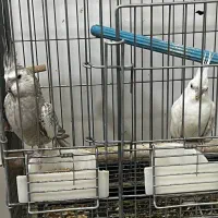 جفت عروس هلندی و کوتوله|پرنده|زرند, |دیوار