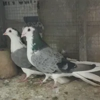 ۲جفت دستگردی