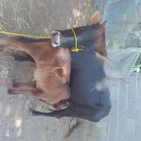 گاو و گوساله نر