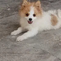 توله سگ 25 میلیون