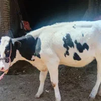 فروش یک عدد گوساله ماده هفت ماهه