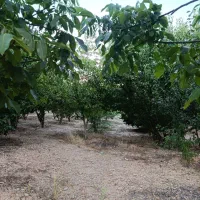 فروش-باغ-و-زمین