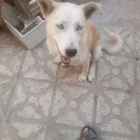 ماده هاسکی کرم