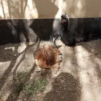 مرغ لهستانی مشکی  تازه بالغ تخم گذار