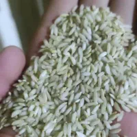 برنج عنبر بوشوشتر بشرط