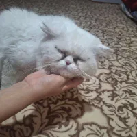 گربه پرشین