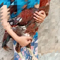 تخم نطفه دار لاری