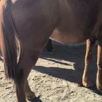 اسب و یخته ۶سال|اسب و تجهیزات اسبسواری|سردشت, |دیوار