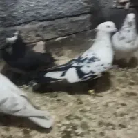 گمشده|حیوانات|مشهد, بهاران|دیوار