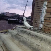 نر به شرت