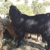 ا تا|حیوانات مزرعه|چرداول, |دیوار