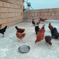 جوجه محلی