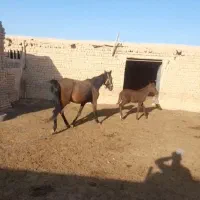 اسب مادیان وکره نریان کرد|اسب و تجهیزات اسب‌سواری|بشاریات, |دیوار