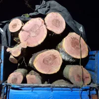 خریدار چوب هرس درختان