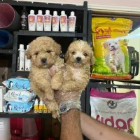 پودل طرح یلدا تخفیف ویژه پامر هم موجوده خرسی