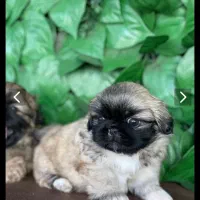 پکینیز امپریال تبی