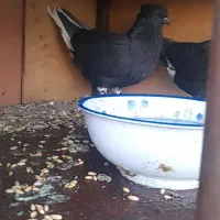 طوقی|پرنده|فشاپویه, |دیوار