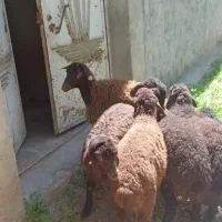 گوساله ماده ده ماه