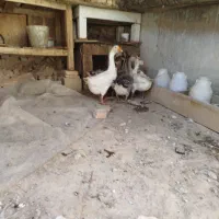 فروش غاز محلی و قو|حیوانات مزرعه|مهاباد (آذربایجان غربی), |دیوار