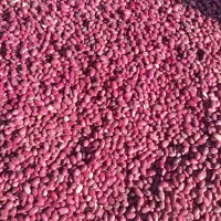 لوبیا قرمز درجه ۱