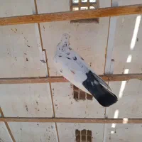 کفتر
