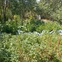 باعچه جمال آباد