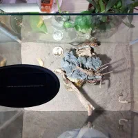 اکواریوم شرکتی|ماهی|مشهد, امیریه|دیوار