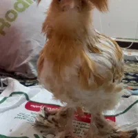 ۳ عدد جوجه ۳ ماهه سلطان اصل