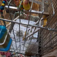 طوطی برزیلی|پرنده|تهران, باشگاه نفت|دیوار