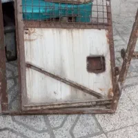 در اقول اغول کفتر کیلویی 100 در چخ کفتر مرغ