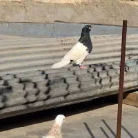 کله سیاه